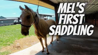 First Saddling Of My Palomino Colt Eds Mellow Yellow [upl. by Rubenstein123]