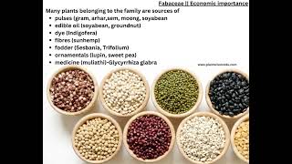 Fabaceae family Economic Importance Floral diagram and Floral Formula  Plant Taxonomy [upl. by Mauldon]