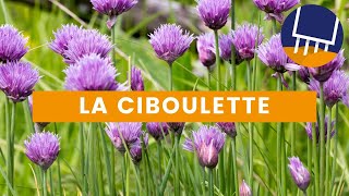 La culture de la ciboulette  Pensezy pour votre potager [upl. by Ettenahs857]