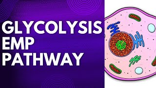 GLYCOLYSIS  EMP PATHWAY  RESPIRATION  METABOLISM  PLANT PHYSIOLOGY botany botanylifescience [upl. by Jobina]