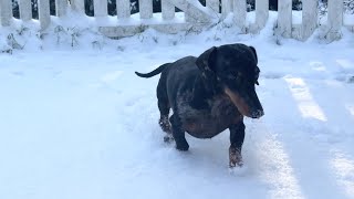 MINI DACHSHUNDS FIRST TIME EVER IN THE SNOW [upl. by Bove]