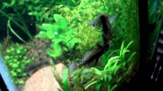 Bristlenose pleco fighting [upl. by Mccourt]