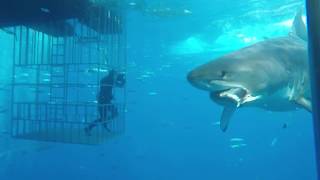 Great white shark swims into cage [upl. by Keithley]