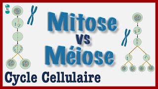 Mitose vs Méiose  Explication simple du Cycle cellulaire Division dune CELLULE Chromosomes [upl. by Derzon954]