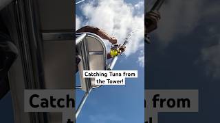 Catching Blackfin Tuna from the Tower floridakeys tuna offshorefishing [upl. by Lister]