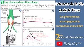 Les phénomènes accompagnant la contraction musculaire 2Bac SVT 2Bac Sc Physiques [upl. by Alekehs]