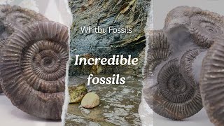 Fossil Hunter Finds Fossils On A Remote Beach [upl. by Yrram]