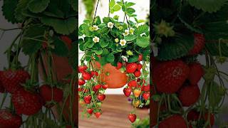 How to Grow strawberry plants🍓😍🌱 indianfarmer gardening indiangardener cementplanter phoolpatte [upl. by Anegal]