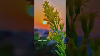 Goldenrod plant  how to grow goldenrod  tips for maintenance  yellow colour flower sunsetview [upl. by Latona]