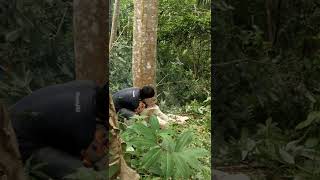 FALCATA TREE HARVEST [upl. by Shepp500]