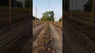 Overhead hop irrigation trials at Great Lakes Hops [upl. by Iphigeniah]