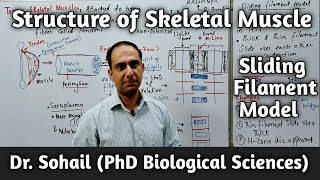 Structure of Skeletal Muscle FiberCell  Sliding Filament Model  Myofibrils  12th Biology MDCAT [upl. by Tristas93]