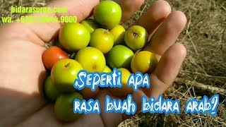 Rasa Buah Bidara Arab BidaraSurga [upl. by Willman]