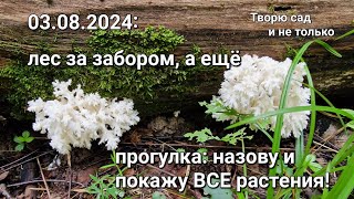 Творю сад Прогулка 03082024 растения моего сада  полный перечень [upl. by Ynwat631]