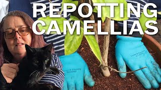 Repotting Camellias [upl. by Htims]