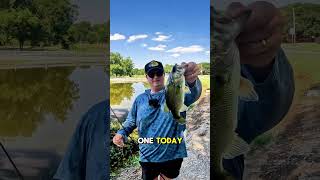 The BEST Bass Fishing Lure for August The Bellows Shad catches fish [upl. by Wyn]