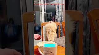 Cute Cats 😻 kitten meowing cute ❤️ FunnyCats Episode 4018 [upl. by Nelrah]