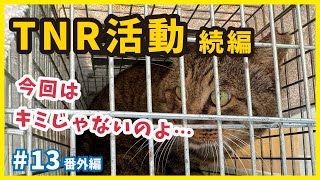 TNR活動 ２年間追い続けている野良猫と子猫を発見・続編【TNR】【個性的な保護猫がいっぱい💗ねこせんチャンネル・番外編13】 [upl. by Lubba462]