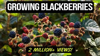 Growing Blackberries in Containers The Complete Guide [upl. by Ally]