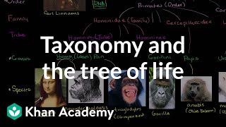 Taxonomy and the Tree of Life [upl. by Ansev]