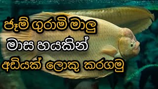 ජෑම් ගුරාමි මාලු මාස හයකින් අඩියක් ලොකු කරගමුjam gurami fish big in 6monnts [upl. by Nylecyoj]