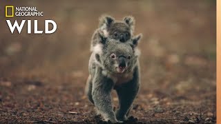 Koalas 101  Nat Geo Wild [upl. by Komara156]