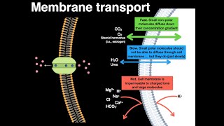 Membrane transport [upl. by Marijo]