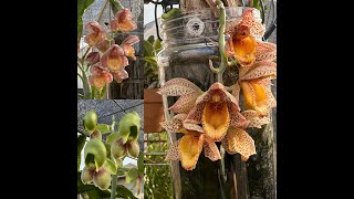 Fall Catasetum Blooms [upl. by Jahdiel475]