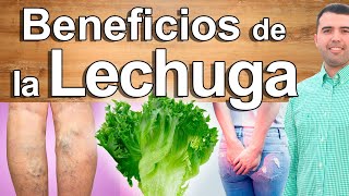 La Hoja Para Vivir 100 Años  Beneficios y Usos De La Lechuga Para Tu Salud Y Belleza  EN VIVO [upl. by Neelrihs]