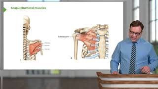 Scapulohumeral Muscles – Anatomy of the Shoulder [upl. by Pressey]