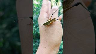 The brown grasshopper grasshopper grasshoper insects naturelovers rurallife [upl. by Nedrob855]