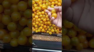 yellow cherry tomatoes [upl. by Shanan]