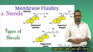 Lecture10 P3 Membrane Sterols  Structures amp Function  Types  Asymmetry in membrane  Steroid [upl. by Fredric]