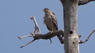 The Coopers Hawk [upl. by Ikey265]