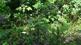 Vaccinium angustifolium Lowbush Blueberry [upl. by Ahsieit761]