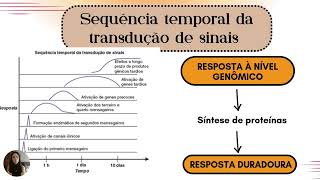 Introdução à Farmacologia do Sistema Nervoso Central  Monitoria Farmacologia FURG [upl. by Asirem]