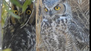 Long Eared and Great Horned Owls [upl. by Enerol105]