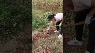 Hard work to harvest large size sweet potato [upl. by Mayer]