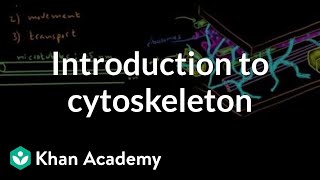 Introduction to cytoskeleton  Cells  MCAT  Khan Academy [upl. by Burny]