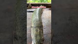 How to clean a fish fishing catchfish fish shorts cooking food fishingtours fyp fypシ゚viral [upl. by Dusen]