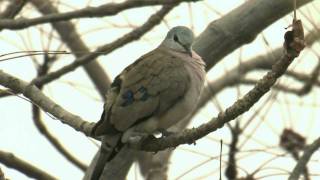 BLACKBILLED WOOD DOVEGambia [upl. by Aileahcim]