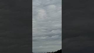 Asperatus undulatus 14724 [upl. by Arelc362]