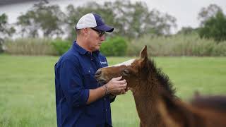 Toskana Lodge owned by Australian Bloodstock chooses Duncan Equine and Stallion Rail [upl. by Tehr]