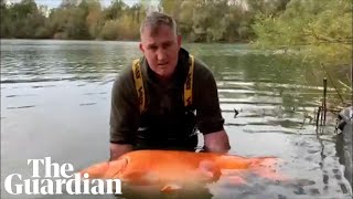 Angler catches worlds largest goldfish named the Carrot [upl. by Nirhtak]