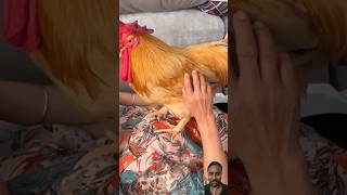 funny cuterooster cat funnyrooster pets rooster chicken roostertime animals roosterandhen [upl. by Leroy898]