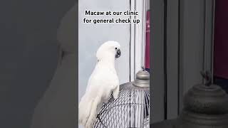 Macaw at our clinic for general check up Macaw foryou beautifulbirdsviralvideo [upl. by Nanete513]