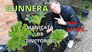 GUNNERA But is it MANICATA or TINCTORIA YOU DECIDE [upl. by Troth]