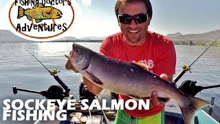 How to Catch Sockeye Salmon Osoyoos Lake [upl. by Ynor960]