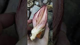 ליקוט פטריות ברומניה  Hunting mushrooms Romania  Fistulina hepatica romania israel mushrooming [upl. by Cloris626]