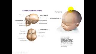 ANATOMIA ÓSSEA DA CABEÇA PARA ODONTOLOGIA PARTE 1 [upl. by Anpas861]